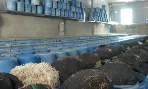 Bách Hoá Xanh nói 'hoàn tiền cho khách mua giá đỗ nhiễm hoá chất' Bách Hoá Xanh nói 'hoàn tiền cho khách mua giá đỗ nhiễm hoá chất'