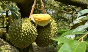 Ai không nên ăn sầu riêng? Ai không nên ăn sầu riêng?